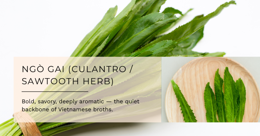 Ngò Gai (Culantro / Sawtooth Herb)