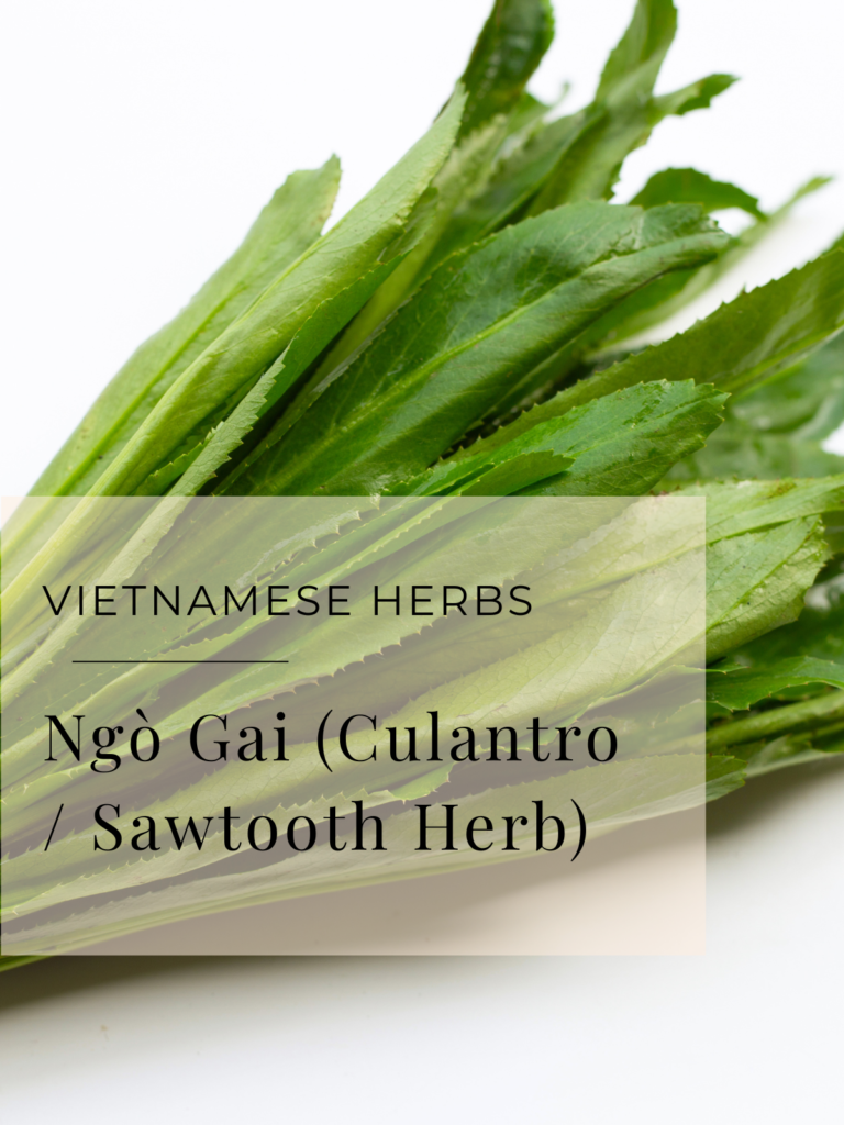 Ngò Gai (Culantro / Sawtooth Herb)