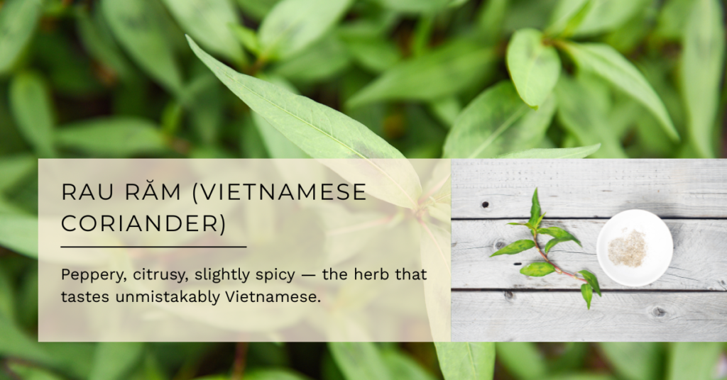 Rau Răm (Vietnamese Coriander)