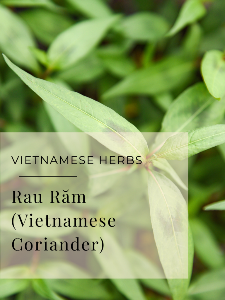 Rau Răm (Vietnamese Coriander)