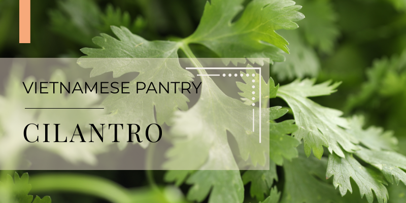 Vietnamese pantry cilantro
