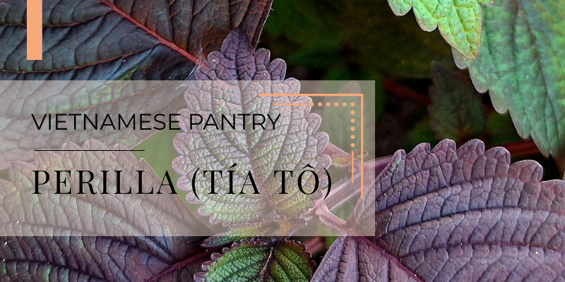 Vietnamese pantry perilla tia to