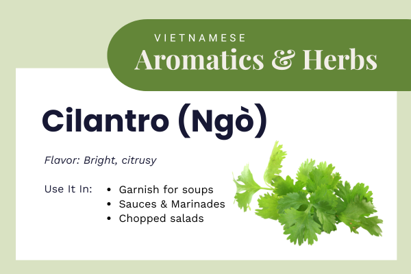 cilantro